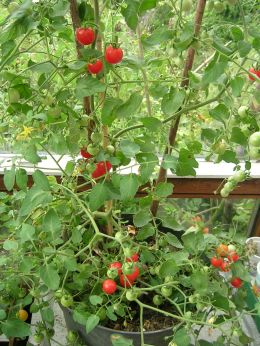 Tomate_Phyra.jpg