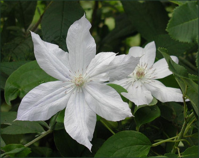 C.Jackmannii_alba.JPG