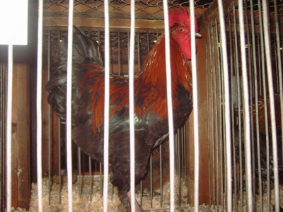 PICT0086.JPG