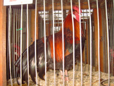 PICT0093-001.JPG