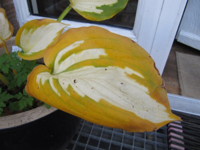 Hosta_Forbidden_Fruit_141102.jpg
