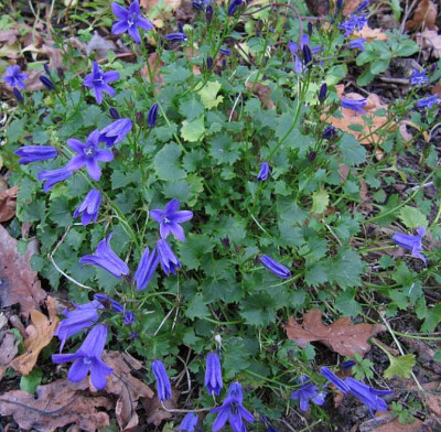 IMG_2987_Campanula_06-11-2014_.jpg