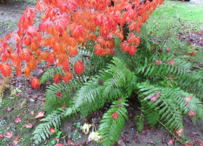 Herbst_a.jpg