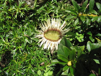 Carlina_acaulis_Hortu.jpg