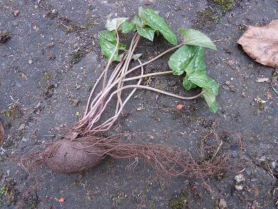 cyclamen_hederifolium_fragezeichen.JPG