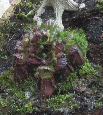 Cephalotus-ax00.jpg