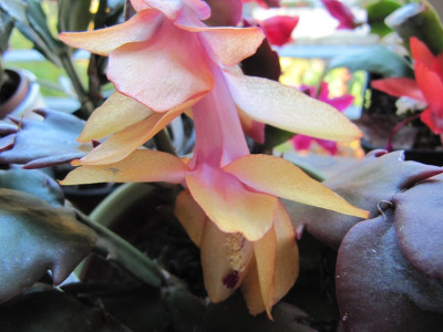 Schlumbergera_Outono_Brazil_141107.jpg