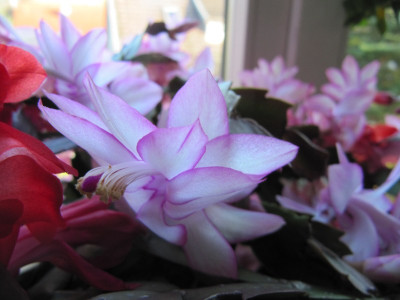 Schlumbergera_weilila_141107.jpg