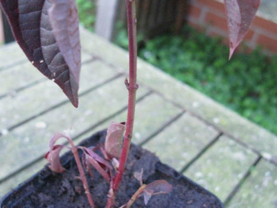 Cornus_slg_2_Kopie.jpg