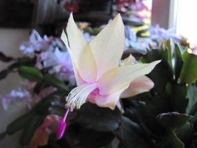 Schlumbergera_vll_Limelight_Dancer.jpg