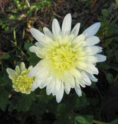 Chrysantheme_von_Zitronenfalter_141108.jpg