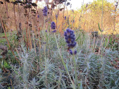 Lavendel_im_November_141108.jpg