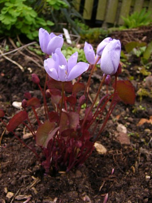 Jeffersonia_dubia1.jpg
