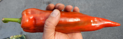 Spitzpaprika.jpg