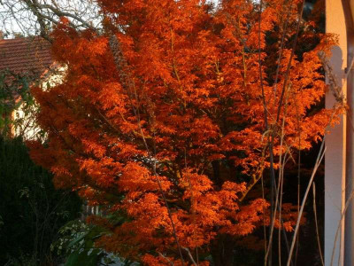 Acer_palm._Shishigashira.jpg