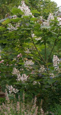 2005-07-15-18_catalpa_x_erubescens.jpg