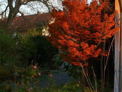Acer_palm._Shishigashira_2.jpg