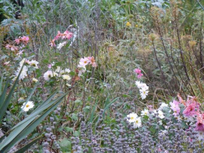 letzte_Bluten_und_Gemusegarten_09.11.14_011.JPG