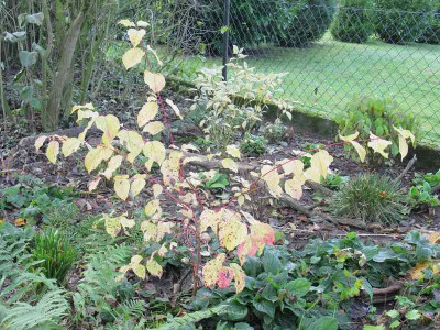 Cornusse_Kopie.jpg