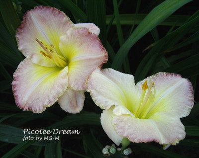 Picotee-Dream2.jpg
