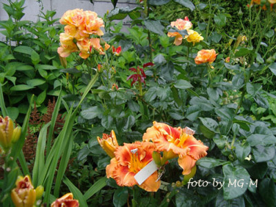 Imgp3756.jpg