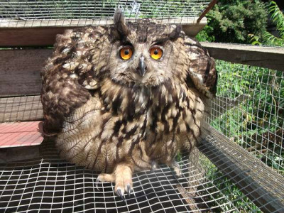 bubo.JPG