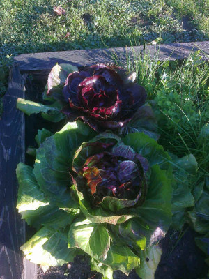 Radicchio.jpg