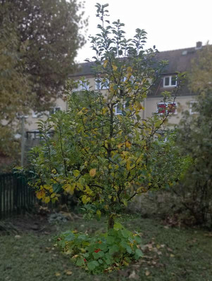 Apfelbaum3.jpg