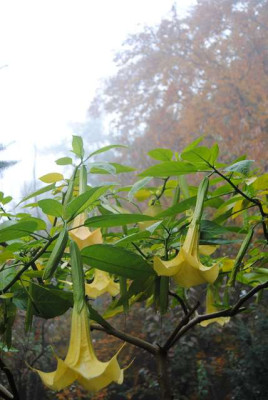 nov.nebel.JPG