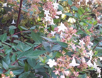 20141011_123724b.jpg