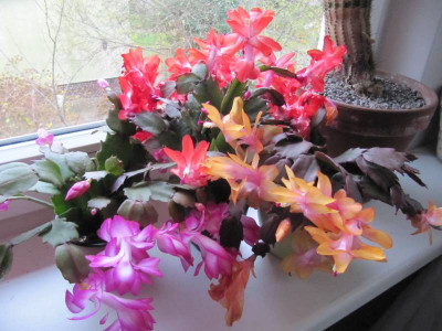 Schlumbergera_141114.jpg