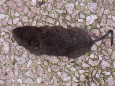 102_5692_Schermaus_1.jpg