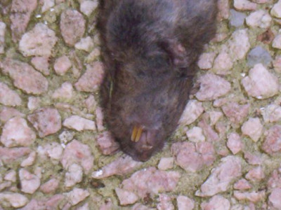 102_5694_Schermaus_3.jpg