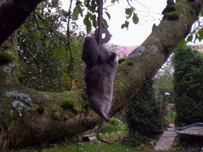 102_5690_Schermaus.jpg