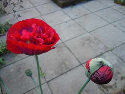 kkkkNovemberbluten_151114_008.JPG