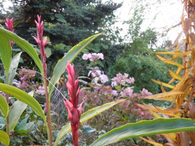 llllllll_Novemberbluten_151114_011.JPG