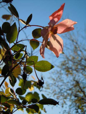 mutabilis_im_spatherbst_mmmmm.JPG
