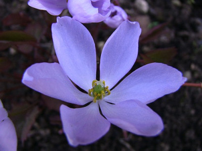 Jeffersonia_dubia2.jpg