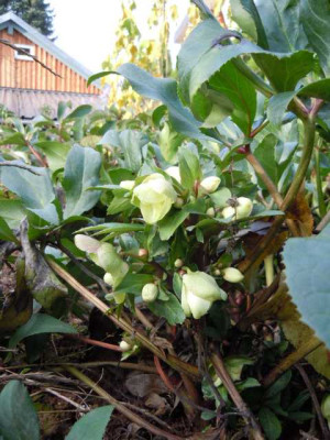 Helleborus_nicht_Green_Corsican.JPG