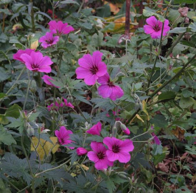 IMG_5906_Geranium_patricia_oder_ivan.jpg