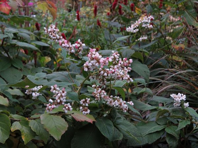IMG_5909_Polygonum_campanulatum_var._lichiangense.jpg
