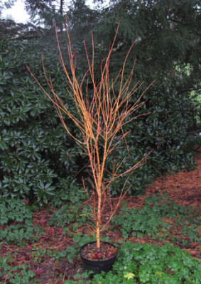 Acer_palmatum_Bi_hoo01.jpg