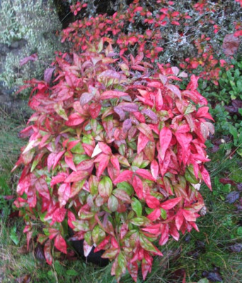 Nandina_domestica_Blush_Pink01.jpg
