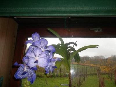Winterbluetevanda.jpg