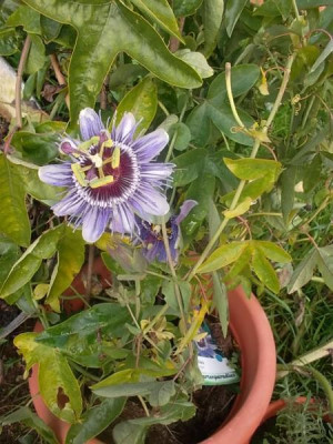 Passipurplehaze.jpg