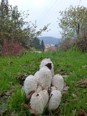 pilze865.jpg