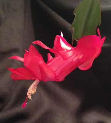 Schlumbergera_Bristol_Queen_11-2014_900x900_80KB.jpg