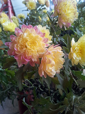 20141119_091509.jpg