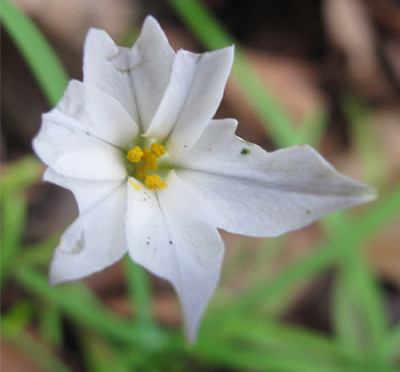 Allium_xyz_01.jpg