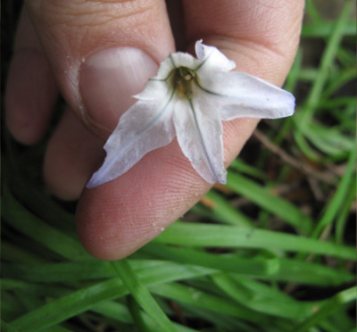 Allium_xyz_02.jpg